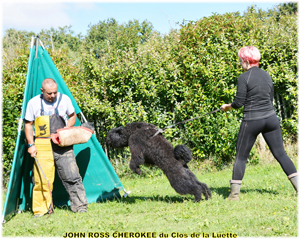 JOHN ROSS bouvier des Flandres du Clos de la Luette